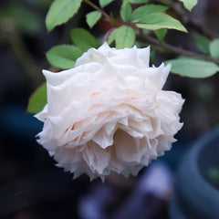 Weeping beauty Rose