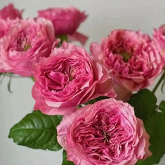 Wei Zifu Rose Plant