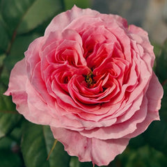 Wei Zifu Rose Plant