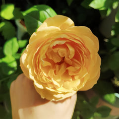 Well-Being Rose Plant|辛福感