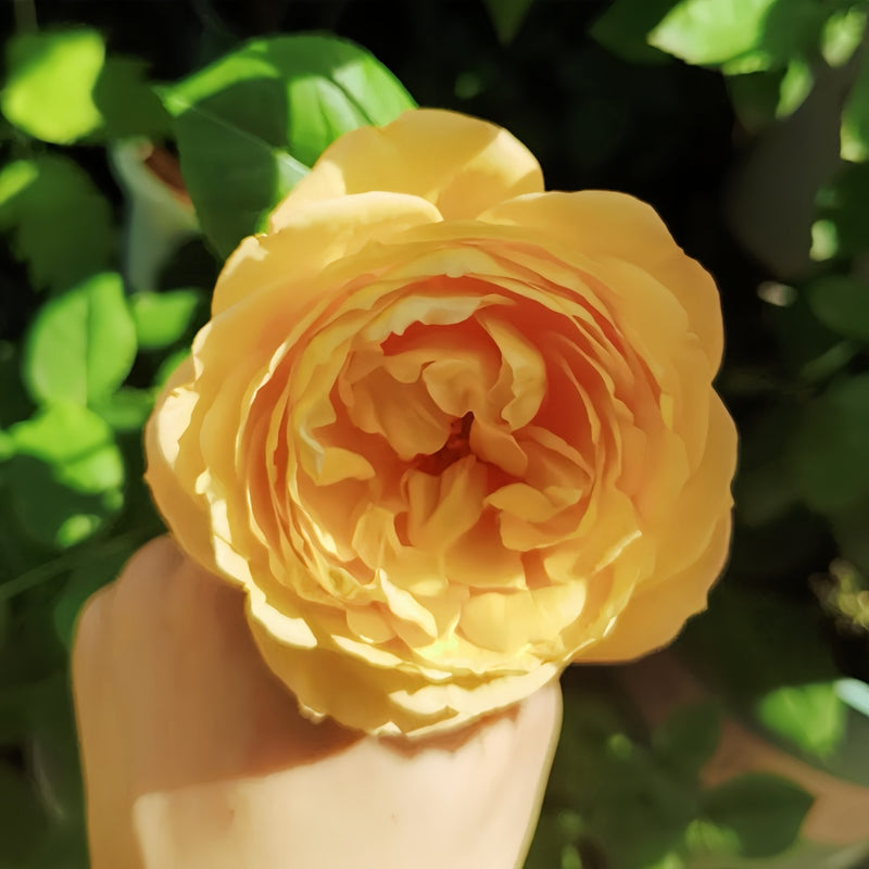 Well-Being Rose Plant|辛福感