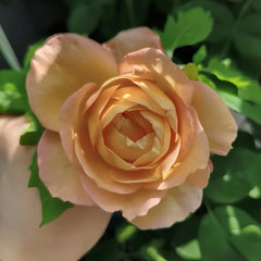 Well-Being Rose Plant|辛福感