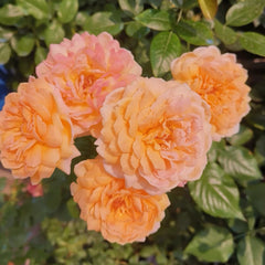 Well-Being Rose Plant|辛福感