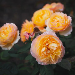 Well-Being Rose Plant|辛福感
