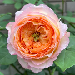 Well-Being Rose Plant|辛福感