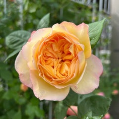 Well-Being Rose Plant|辛福感