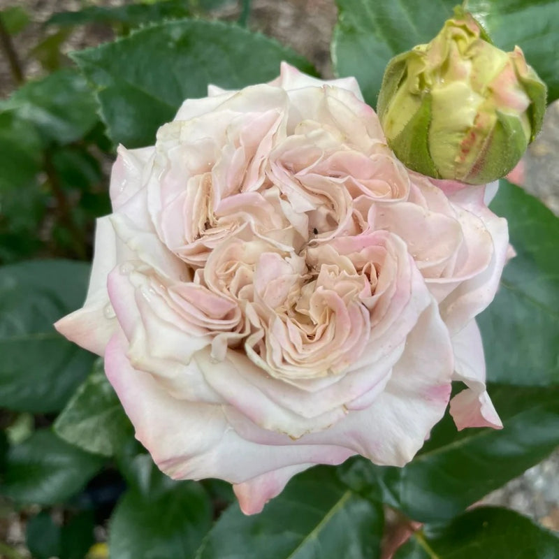 Westminster Abbey Rose Plant