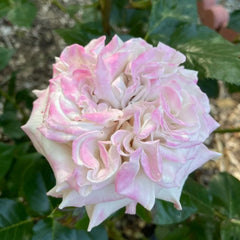 Westminster Abbey Rose Plant