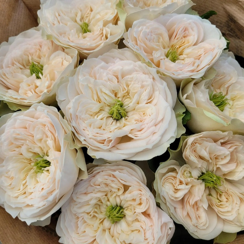 Whitby Abbey Rose Plant