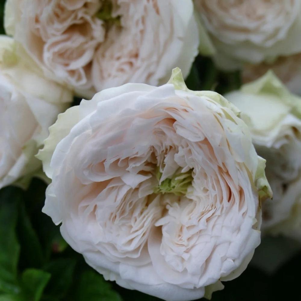 Whitby Abbey Rose Plant|惠特比修道院 – Rose_Explosion