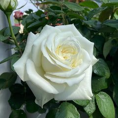 White Chocolate Rose Plant