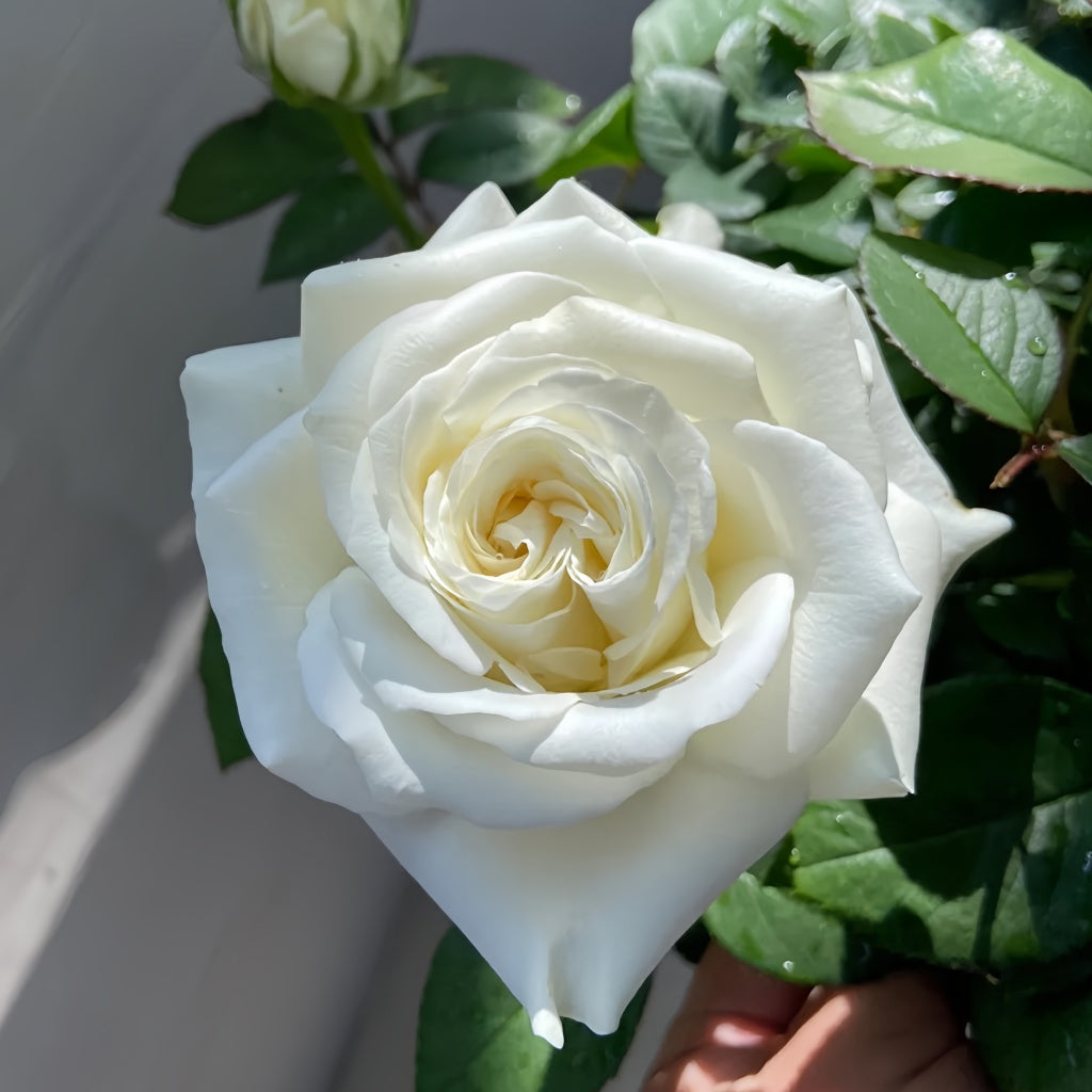 White Chocolate Rose Plant|白巧克力 – Rose_Explosion
