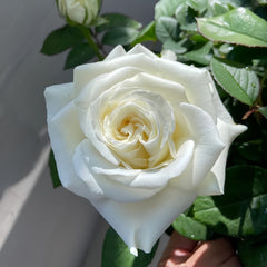 White Chocolate Rose Plant