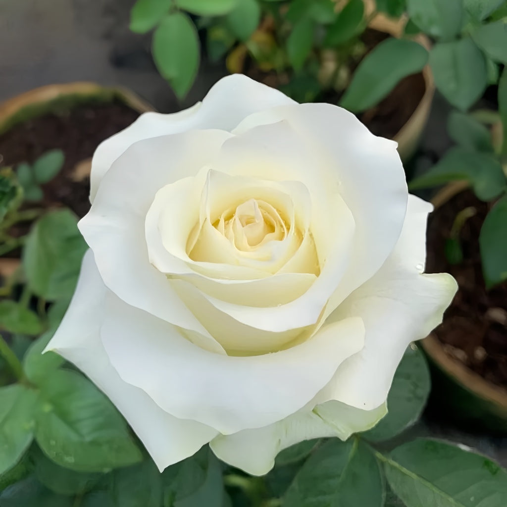 White Chocolate Rose Plant|白巧克力 – Rose_Explosion
