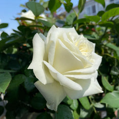 White Chocolate Rose Plant