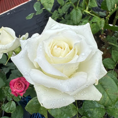 White Chocolate Rose Plant