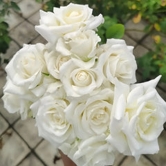 White Chocolate Rose Plant