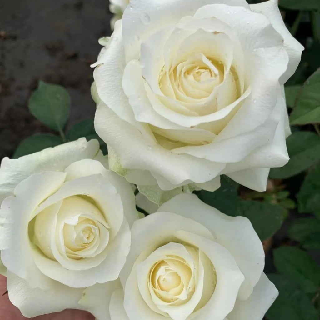 White Chocolate Rose Plant|白巧克力 – Rose_Explosion