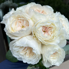 White Cloud Rose Plant