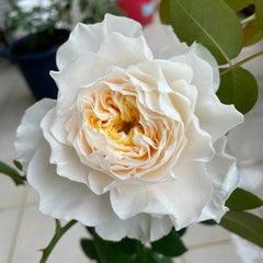 White Cloud Rose Plant