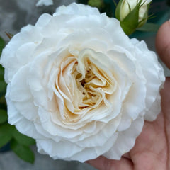 White Cloud Rose Plant