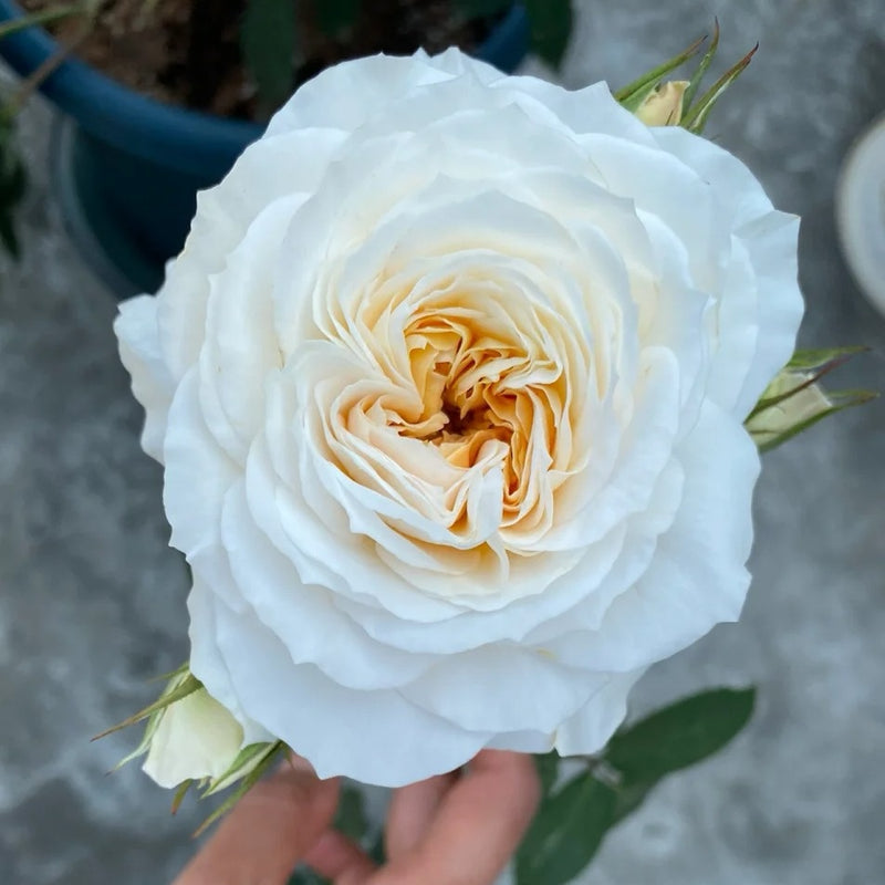 White Cloud Rose Plant