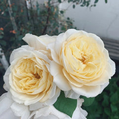 White Cloud Rose Plant