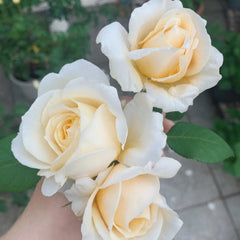 White Cloud Rose Plant