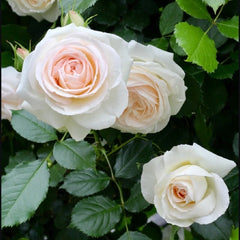 White Eden Rose 