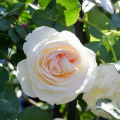 White Eden Rose 