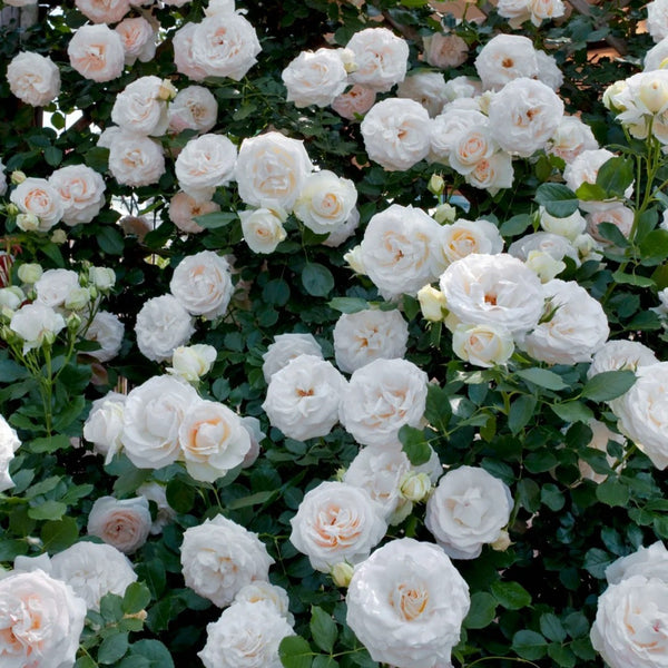 White Eden Rose 