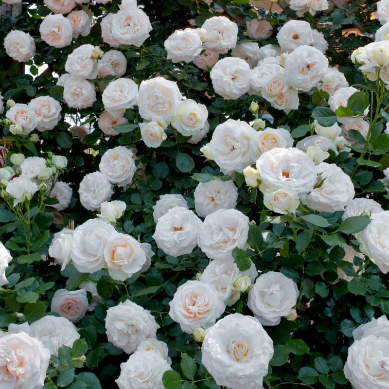 White Eden Rose 
