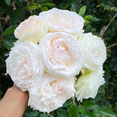 White Eden Rose 