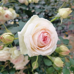 White Eden Rose 