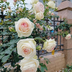 White Eden Rose 