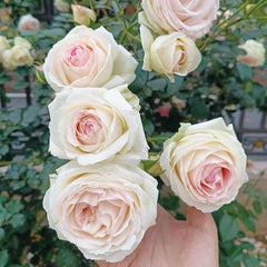 White Eden Rose 
