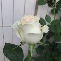 White Elsa Rose Plant|白艾莎