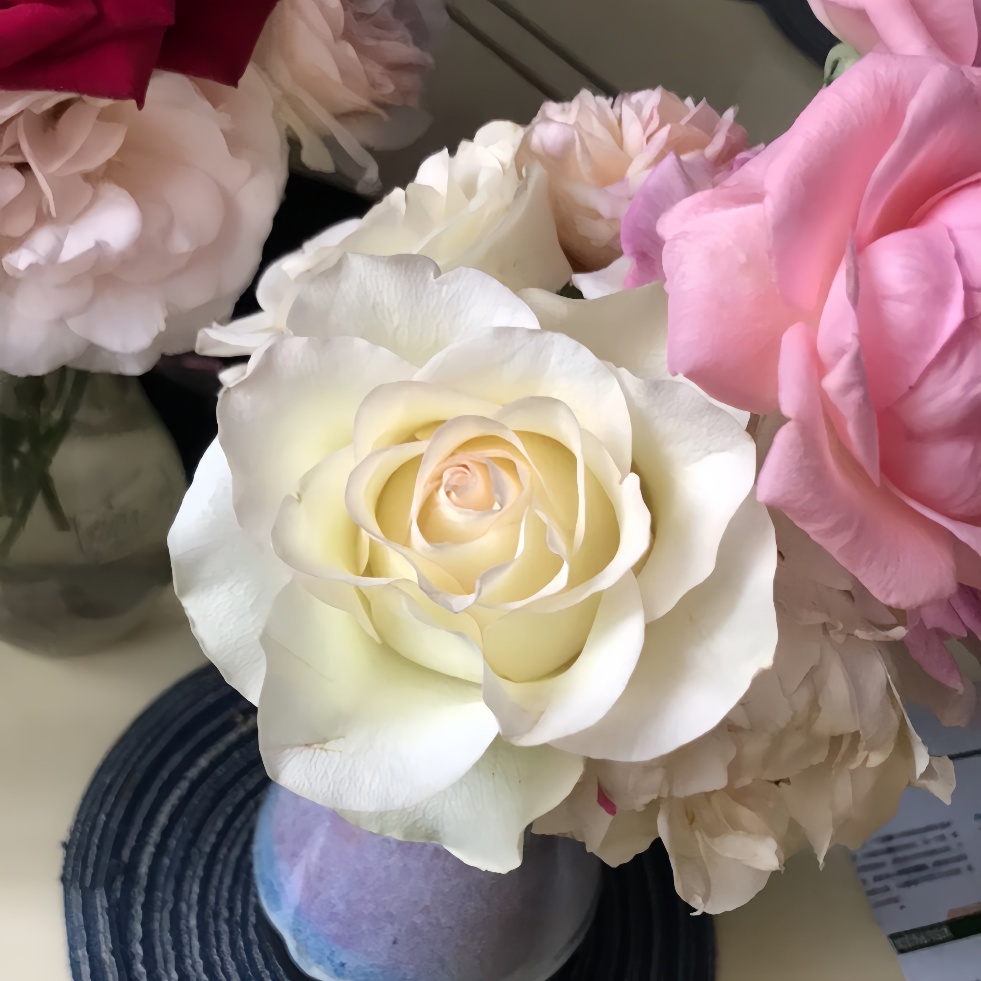 White Elsa Rose Plant|白艾莎 – Rose_Explosion