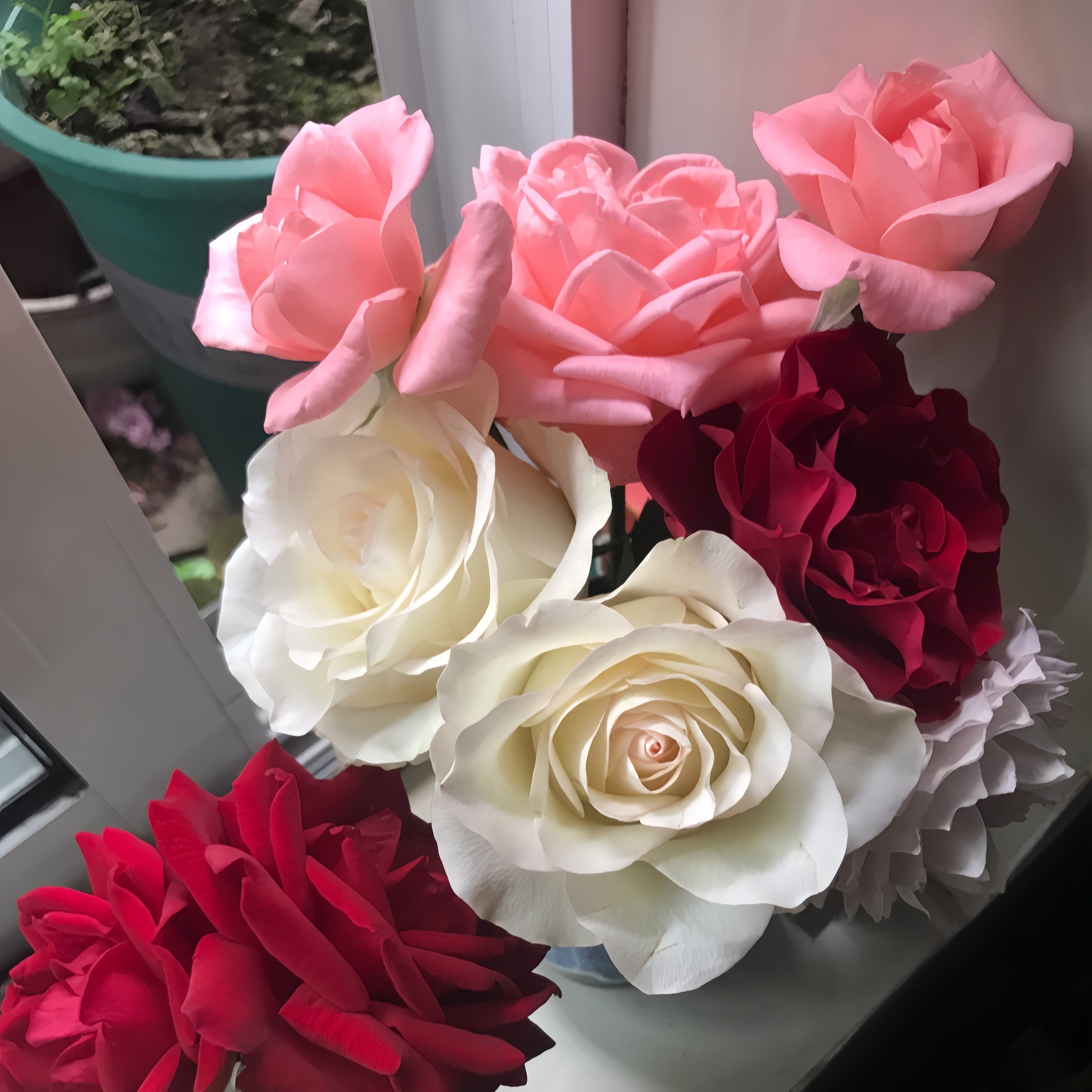 White Elsa Rose Plant|白艾莎 – Rose_Explosion