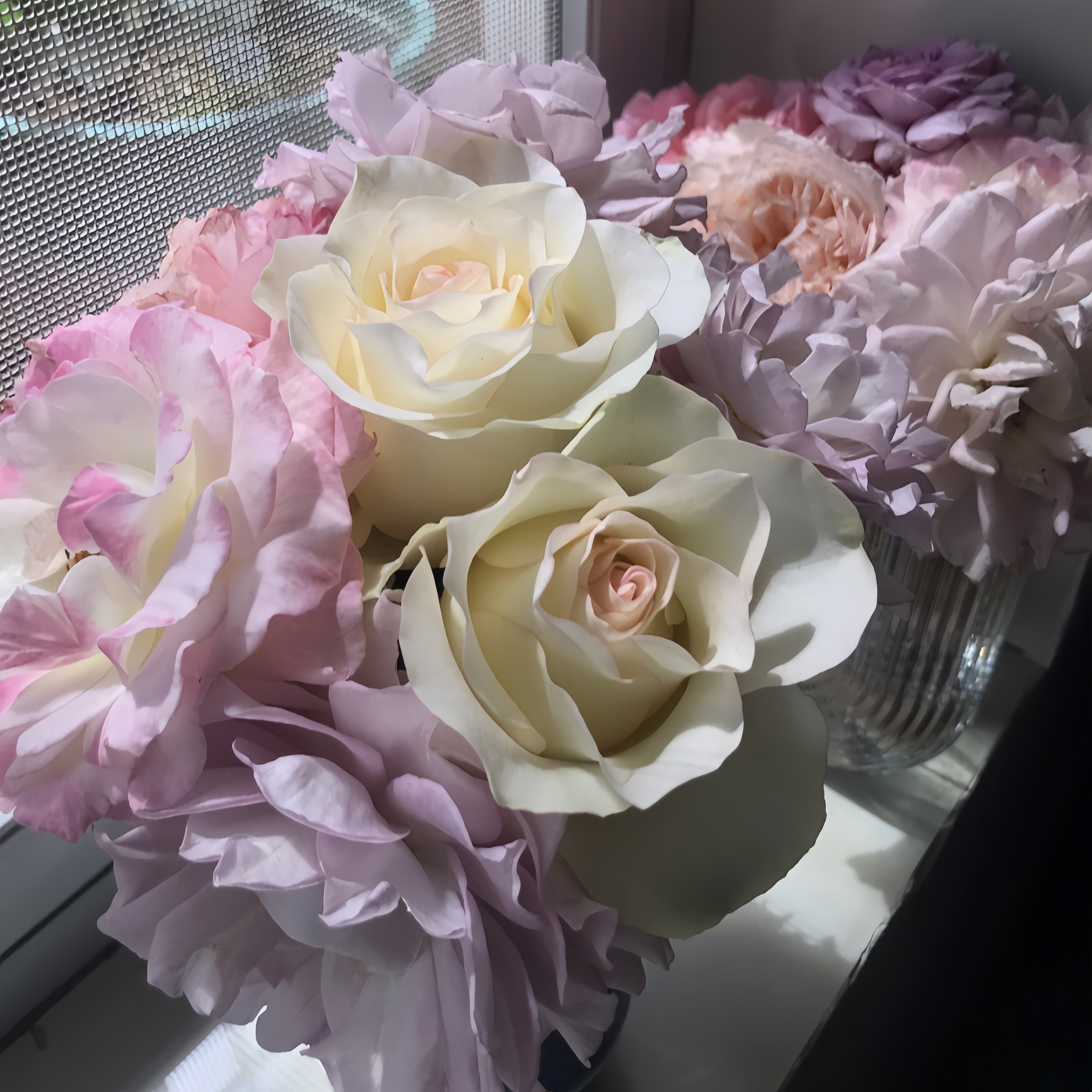 White Elsa Rose Plant|白艾莎 – Rose_Explosion