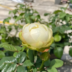 White Kahala Rose Plant|夏雨荷