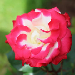 White Lies Rose Plant|白色谎言
