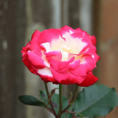 White Lies Rose Plant|白色谎言