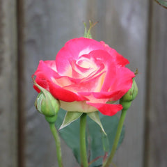 White Lies Rose Plant|白色谎言