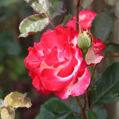 White Lies Rose Plant|白色谎言