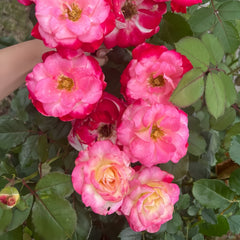 White Lies Rose Plant|白色谎言