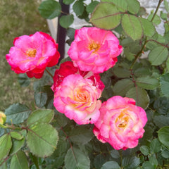 White Lies Rose Plant|白色谎言
