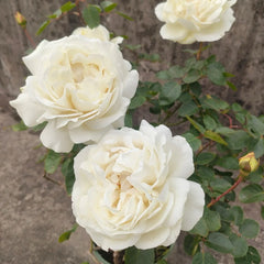 White Master Piaget Rose