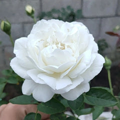 White Master Piaget Rose