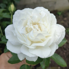 White Master Piaget Rose